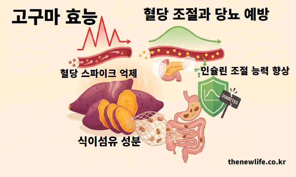 고구마 효능 혈당 조절 당뇨 예방