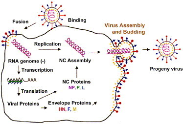 파라믹소바이러스 감염