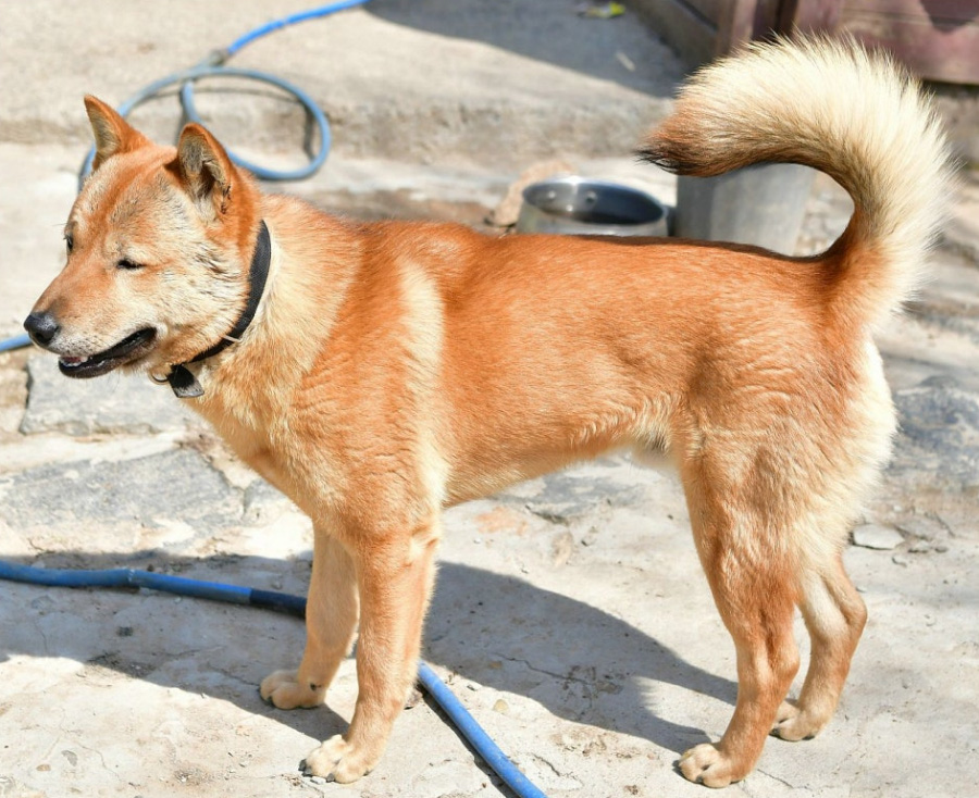 시골의 시멘트 바닥에 서서 꼬리를 들고 있는 노란색 개인 황구를 확대를 하여 찍은 사진