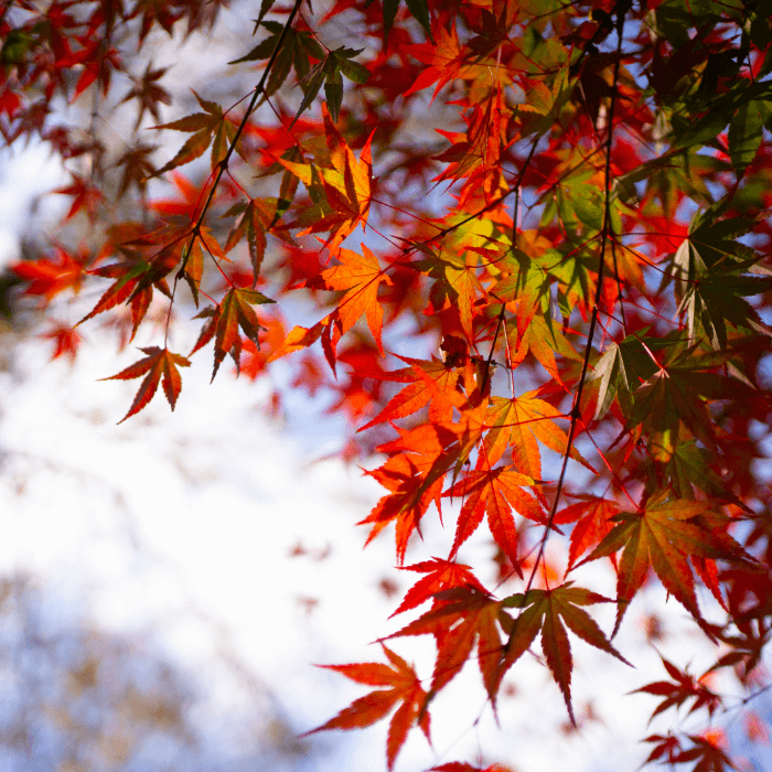 붉게-물든-단풍잎