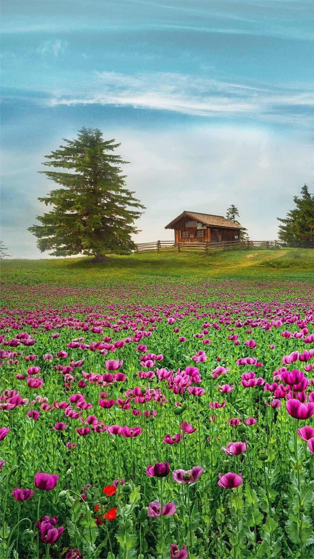 Flower wallpaper