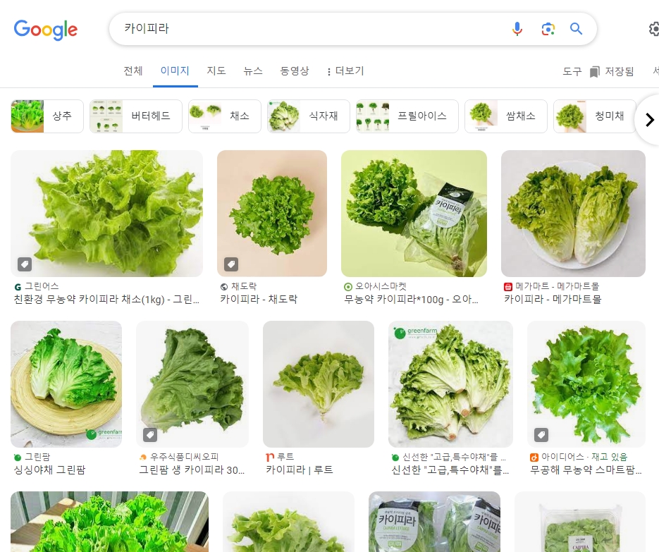 프릴 모양의 잎이 독특하고 식감이 좋은 카이피라 상추