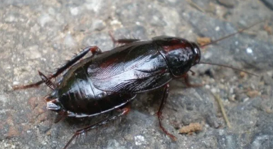 일본바퀴/출처:나무위키