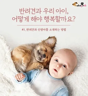 행복한 반려견 맞이하기 나에게 맞는 강아지 선택 가이드_20