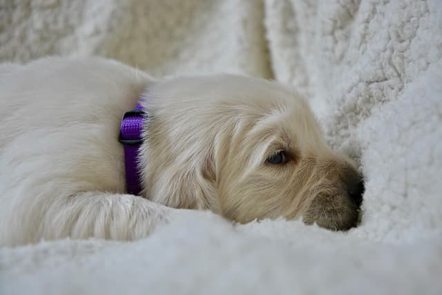 canine atopic dermatitis