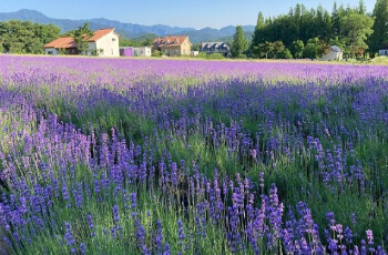 고성 라벤더 축제8
