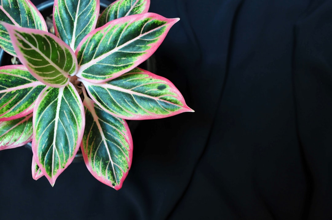 Aglaonema