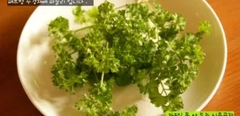 파슬리 재배 반그늘 재배 잎 따기 잦은 수확_5
