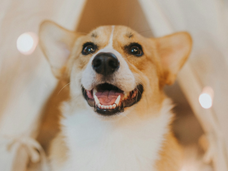 웃고있는 강아지