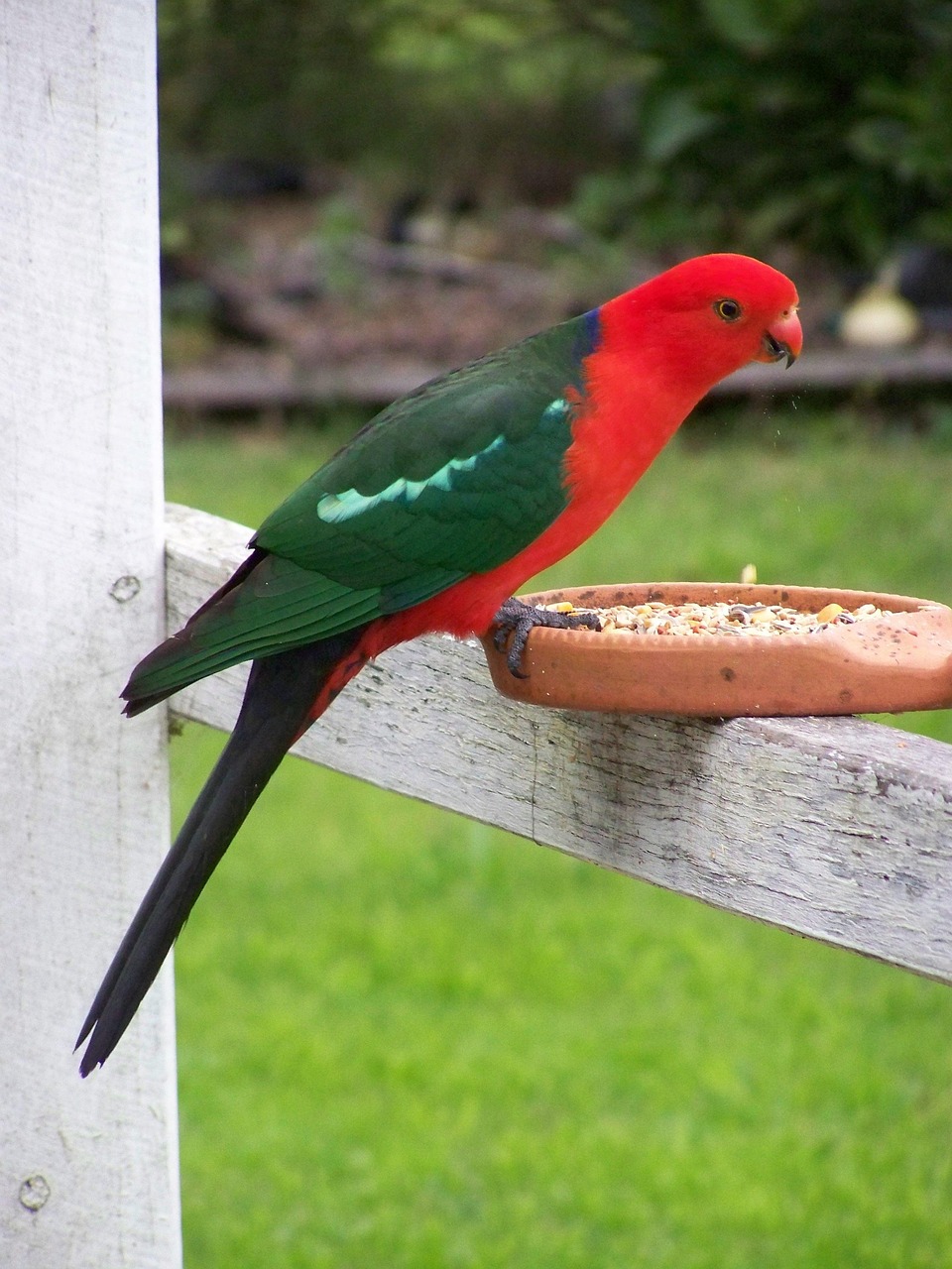 먹이에 호기심을 갖는 패럿(앵무새)