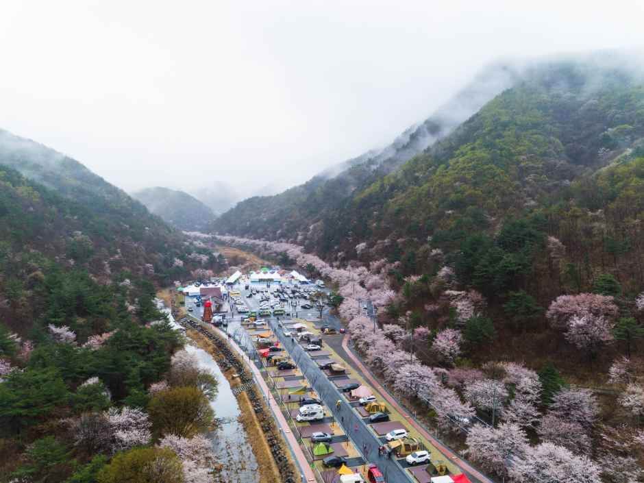 금산 보곡산골 산벚꽃 축제 2026 완벽 가이드