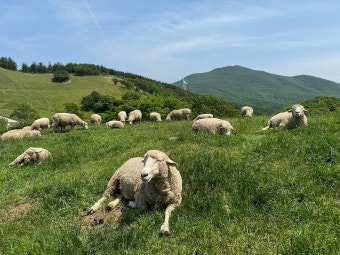 대관령 양떼목장