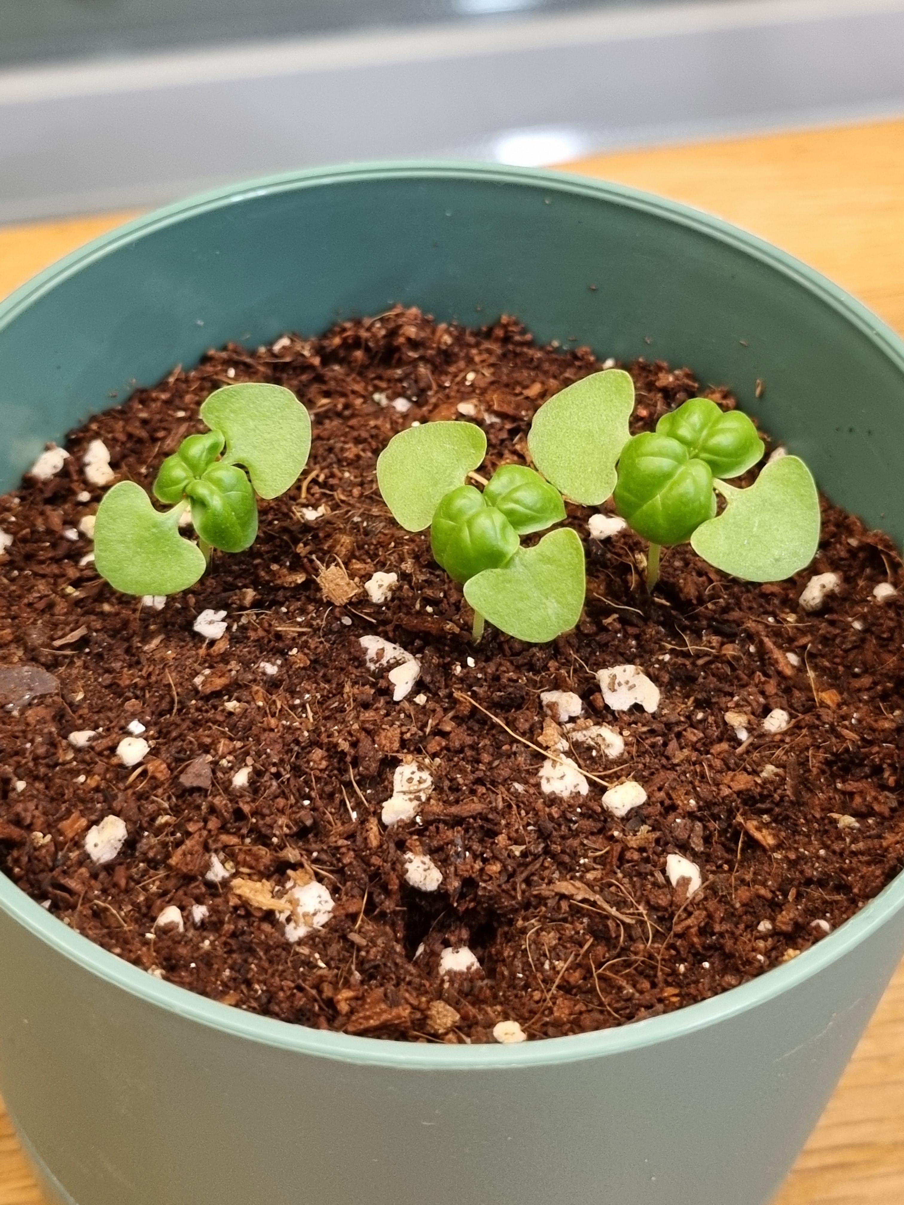 다이소 바질 본잎