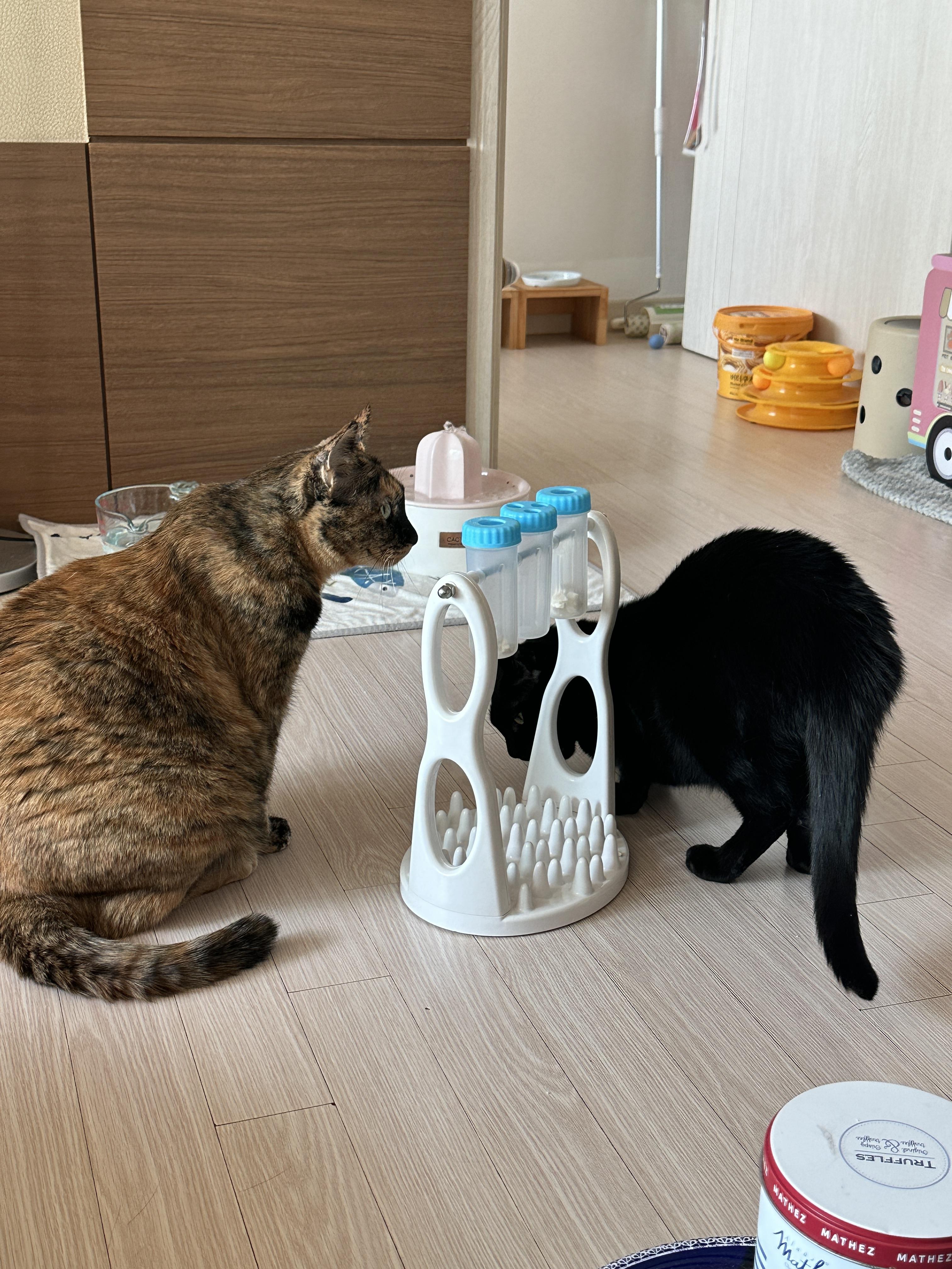 우리집 똑똑한 고양이 건이와 먹보 사랑이 (feat. 똑똑한 고양이를 둔 다묘집사의 고민)