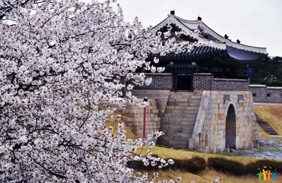 수원 화성 벚꽃 핀 사진