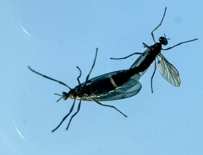 러브버그 퇴치방법