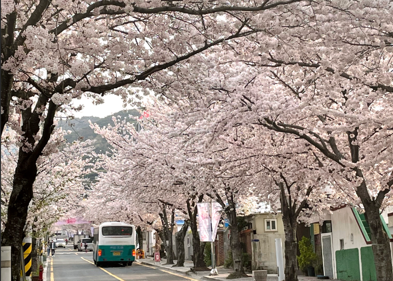 봉숫골벚꽃길