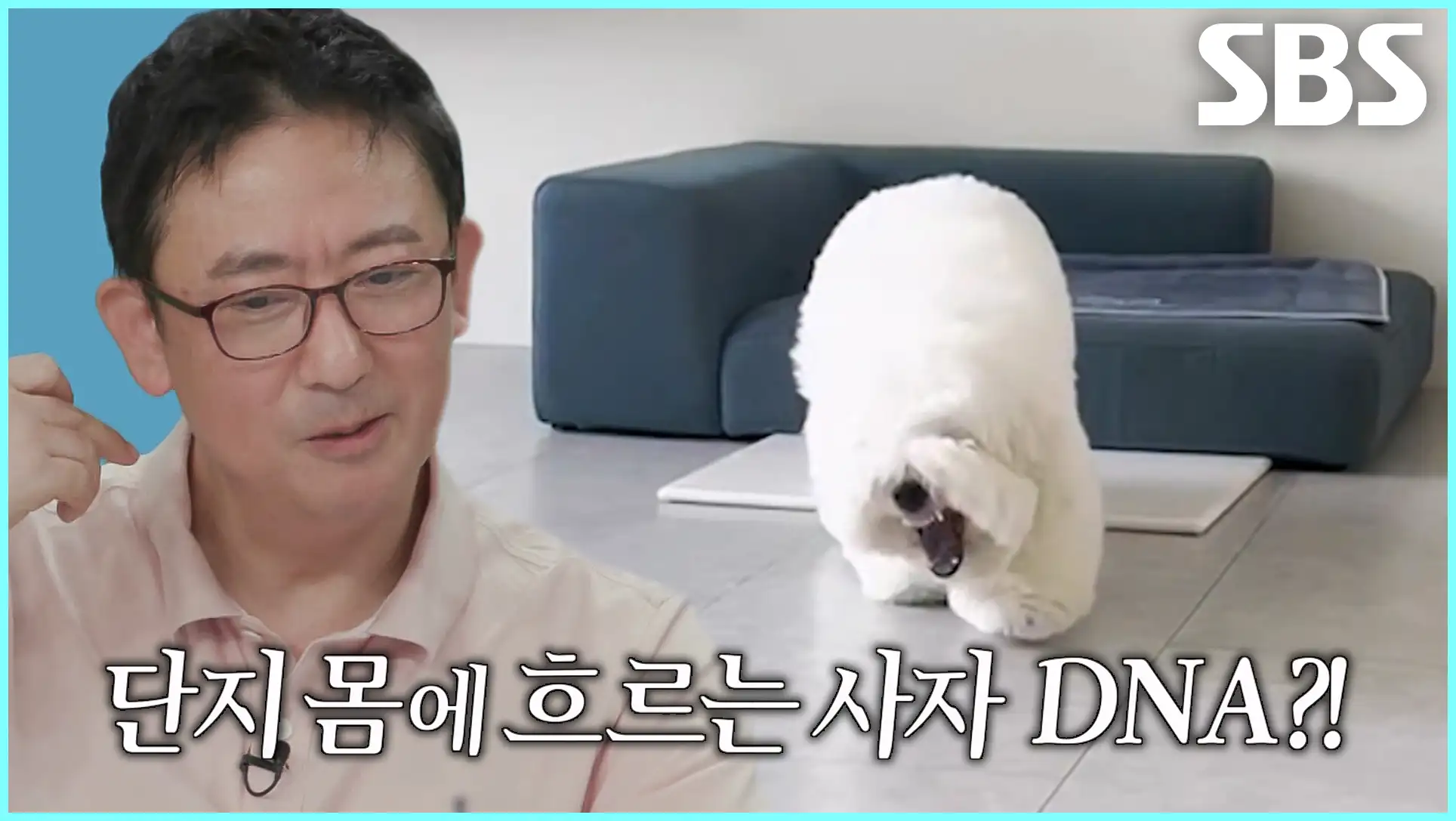 동물농장 재방송 시간 다시보기