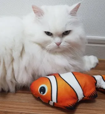 작은고양이 쪼꼬미 냥이 매력 탐구 귀여움 분석_23