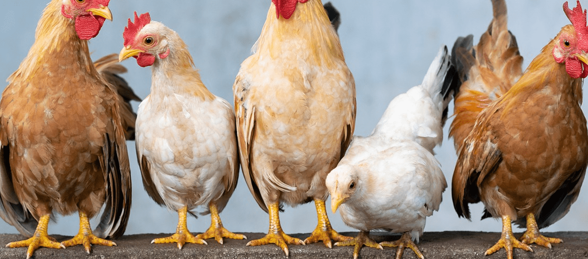 폐렴에 좋은 음식과 관련 있는 사진 - 2