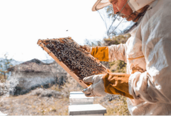 갈색 프로폴리스