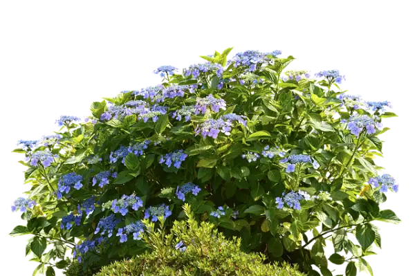 장생포 수국축제