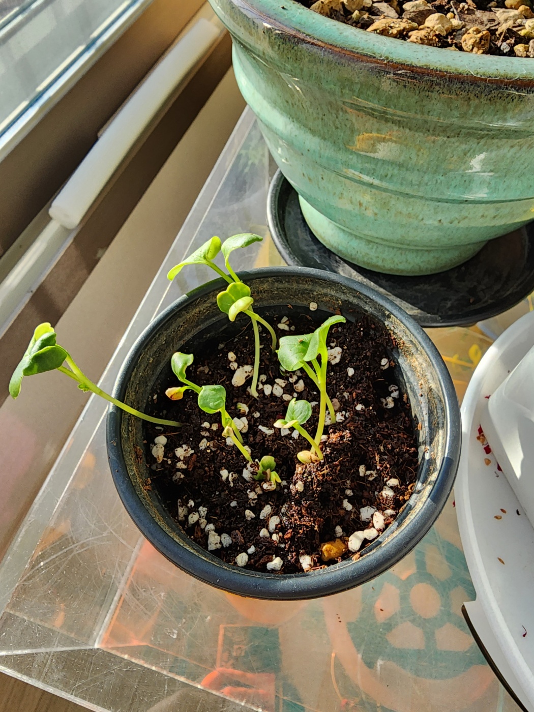 일주일정도 지난뒤 새싹