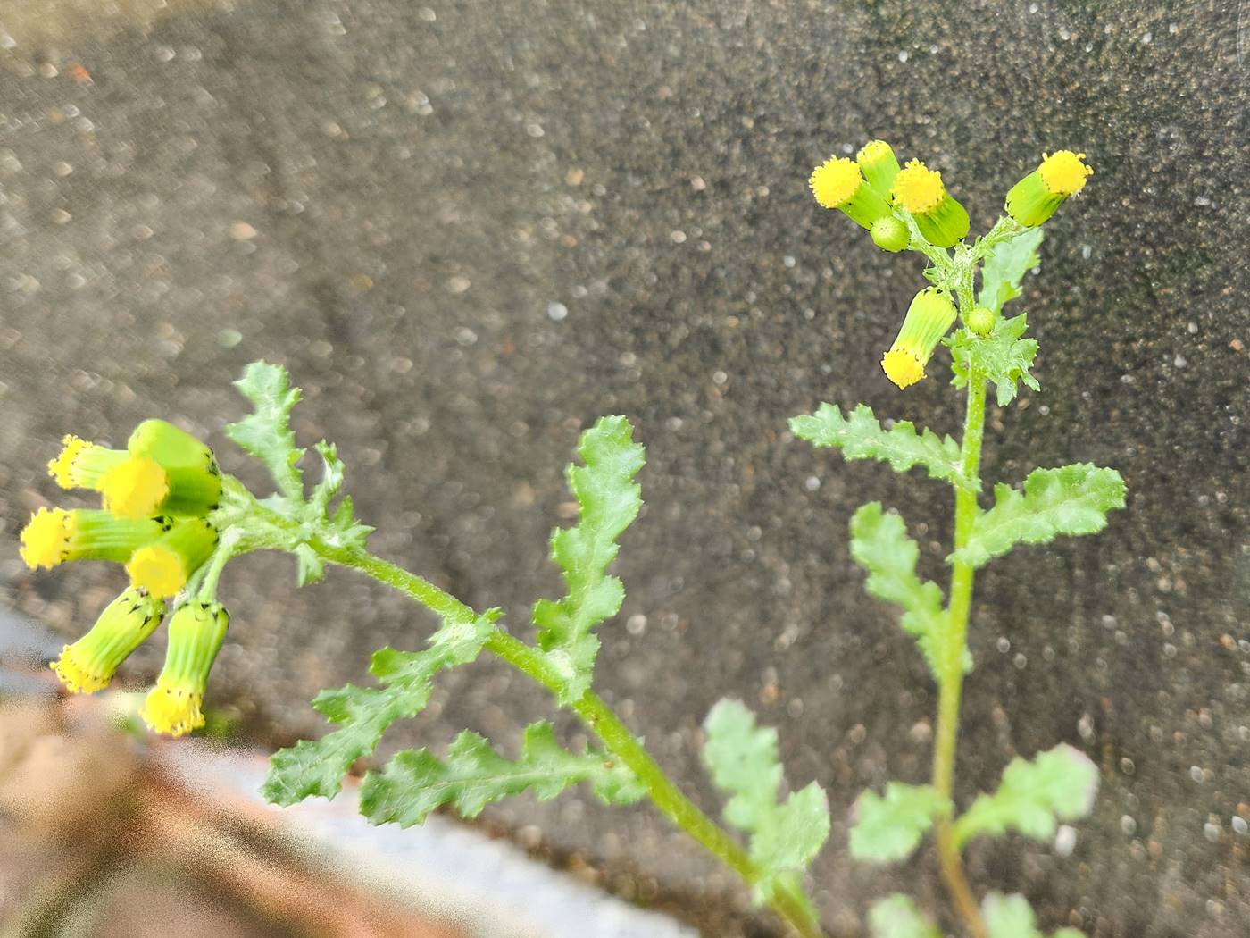개쑥갓(들쑥갓)