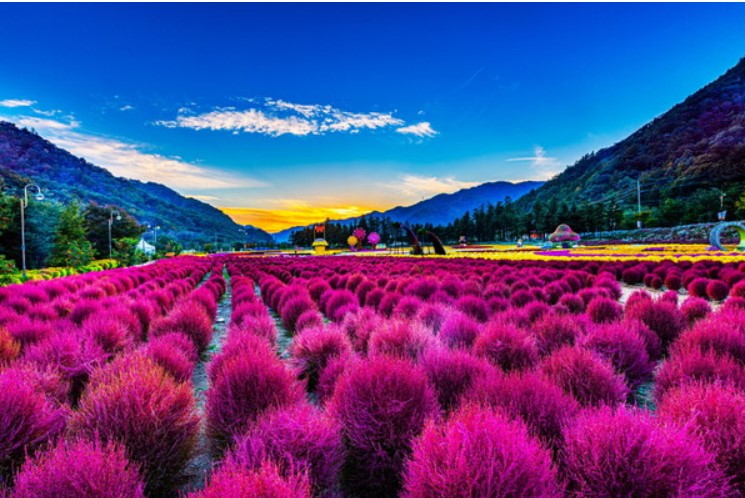 가을나들이 추천 인제가을꽃축제