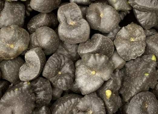 하늘마 효능 재배방법 먹는방법 등 알아보기(최신 Ver)