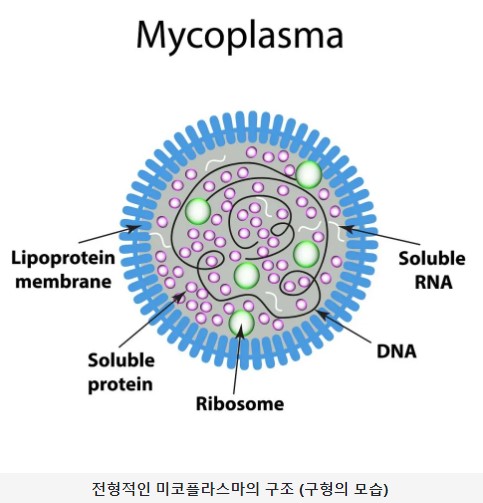 마이코플라스마 폐렴