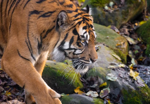 23년 호랑이띠 운세