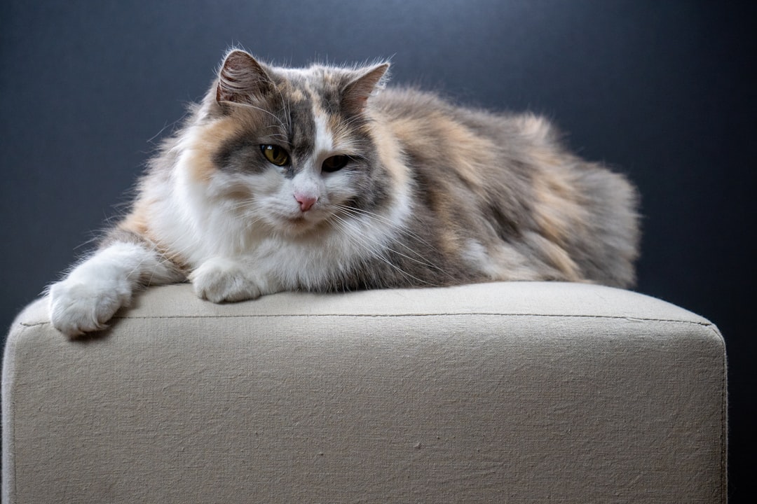 Cat litter