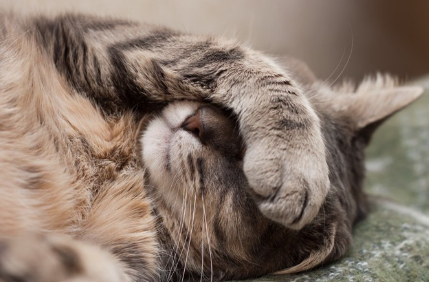 머리에 손을 얹는 고양이.