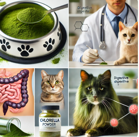 당신만 모르는 노령 반려동물의 건강을 위한 클로렐라 가이드