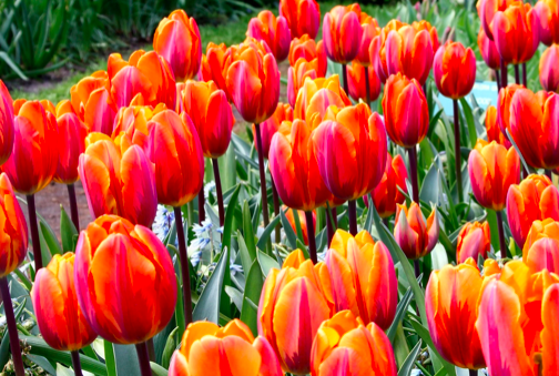 Princess Irene Tulip