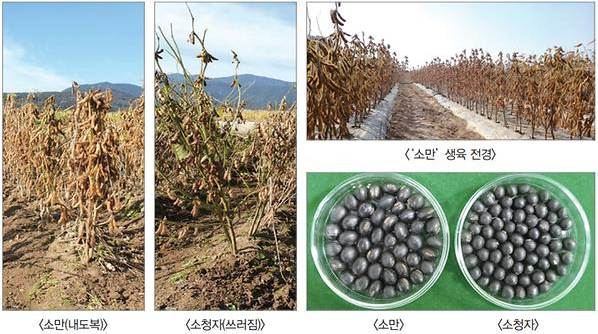 소만콩 효능 판매처 구매 주의사항 항암효과