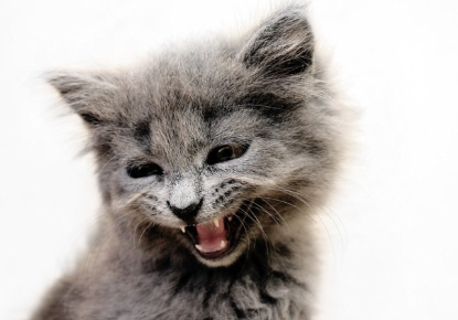 화가 난 새끼 고양이.