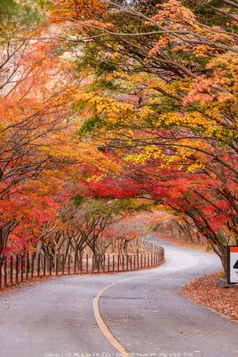 내장산 단풍터널 드라이브 코스 주차장 위치까지 총정리_14