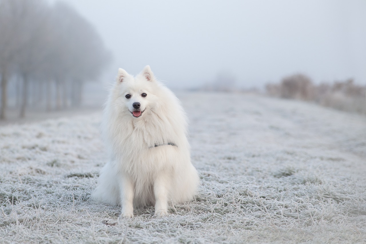 케이스혼트(Keeshond)5
