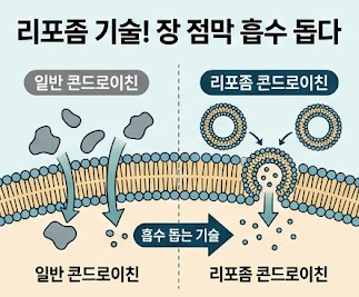 철갑상어-콘드로이친-6형-효능-리포좀-흡수-추천-제품