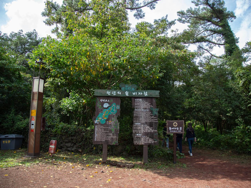 제주도 가볼만한곳 10곳, 비자림