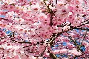 벚꽃