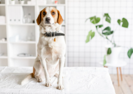 개 플라스틱 오음