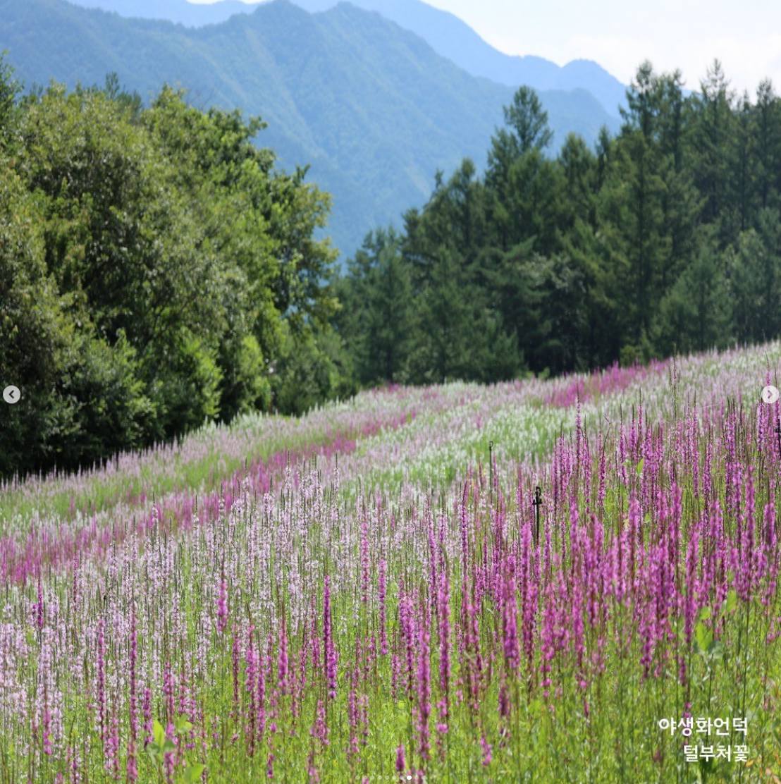 백두대간 봉자페스티벌