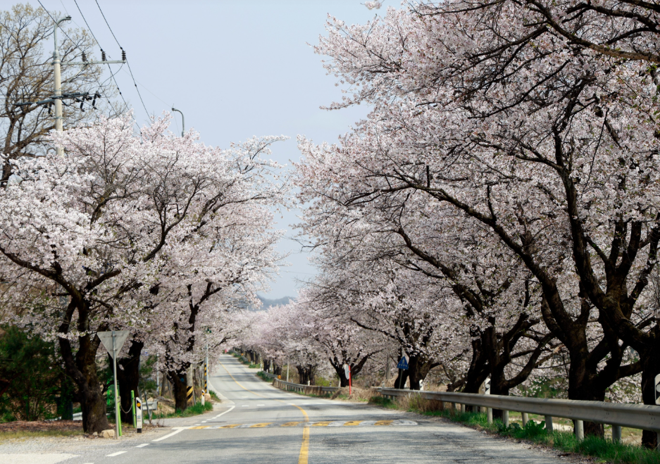 조정지댐 벚꽃길1