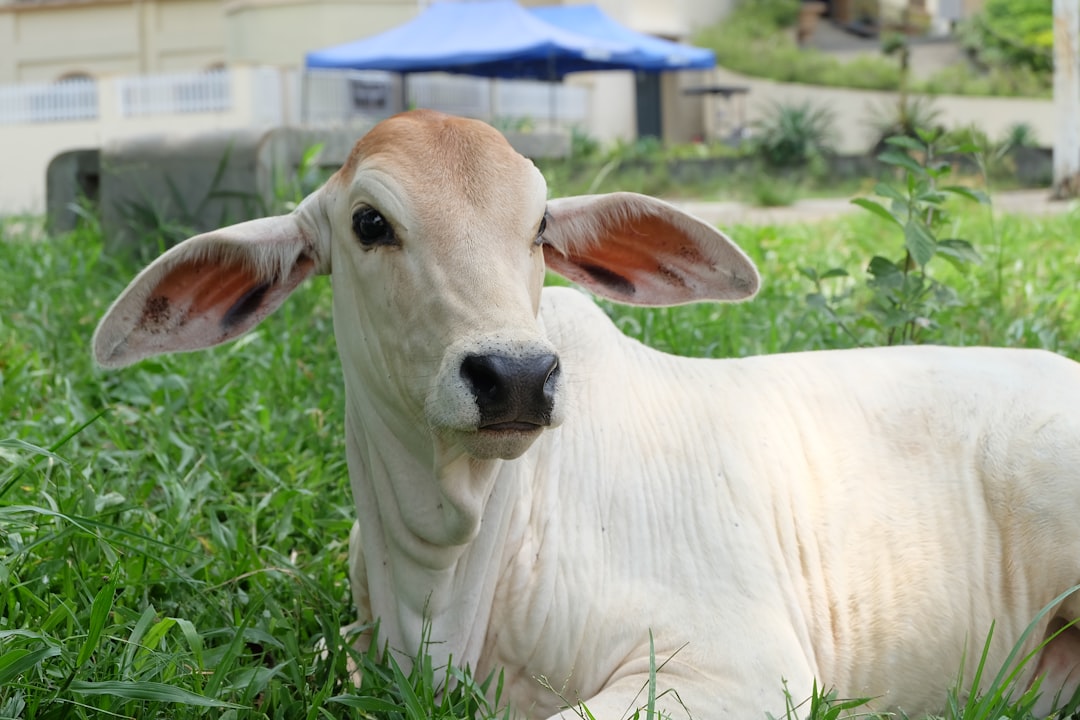Calf