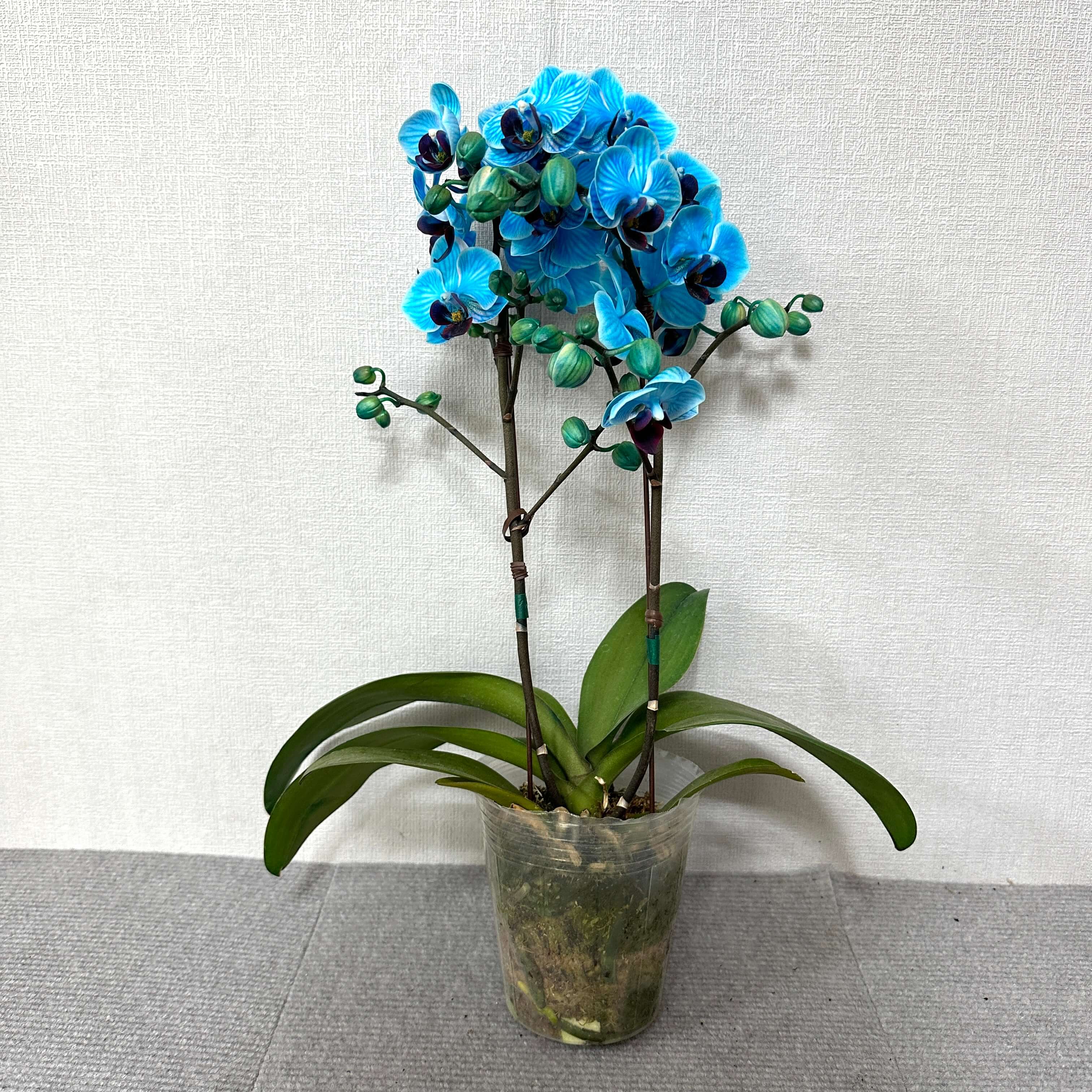 호접란 키우는 방법