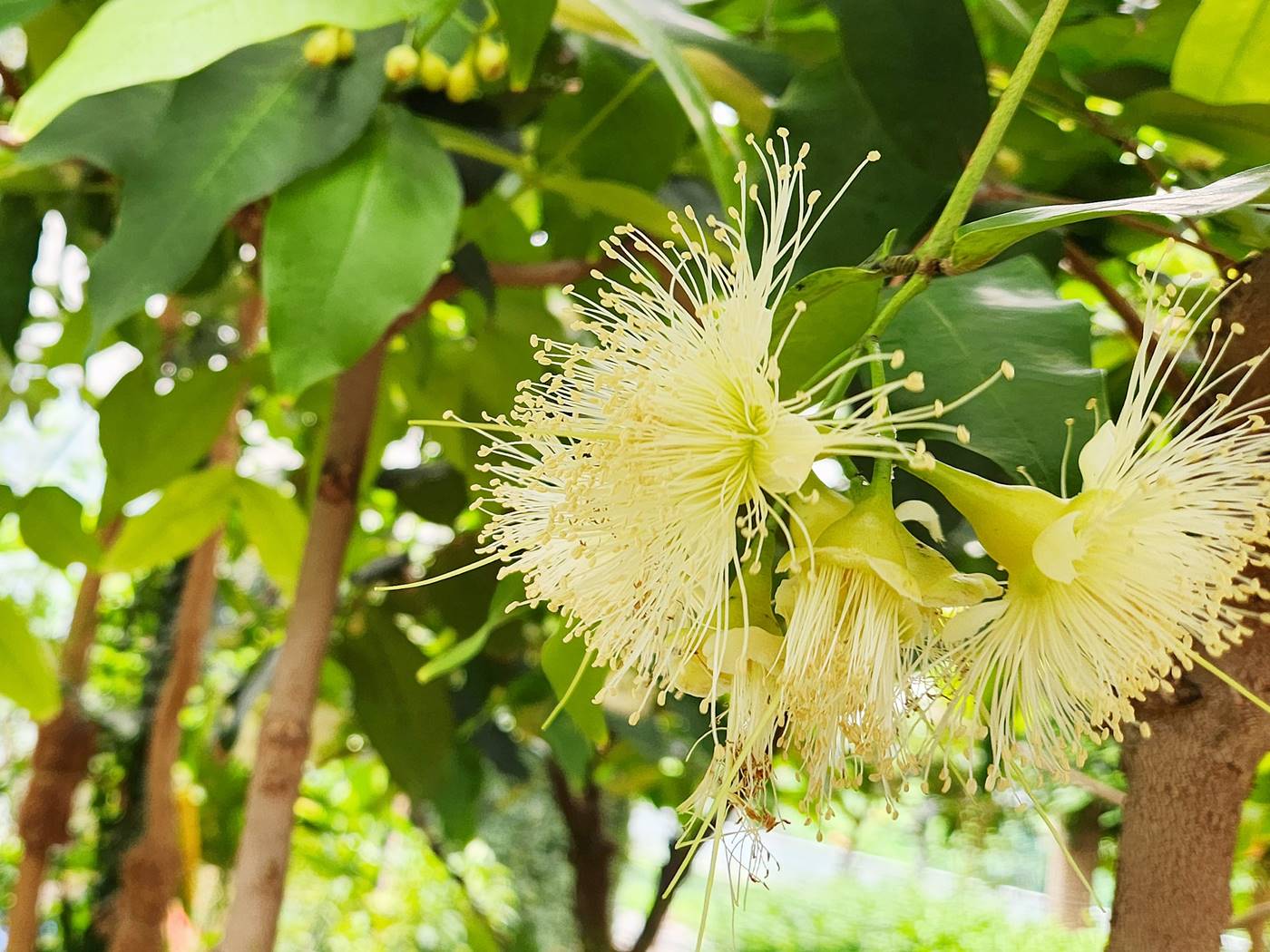 자바애플 Java Apple