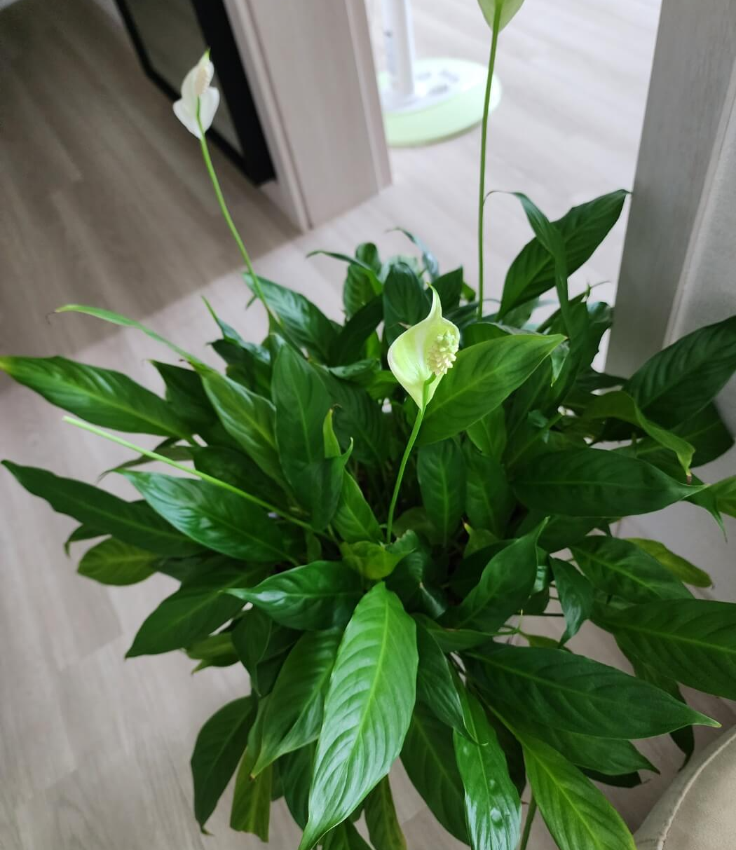 꽃이 한차례지고 다시 피고 있는 스파티필름